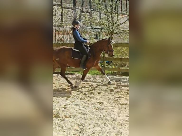 German Riding Pony Gelding 3 years 14.1 hh Brown in Reiskirchen
