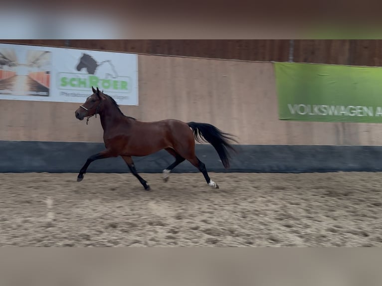 German Riding Pony Gelding 3 years 14,1 hh Brown in Wegeleben