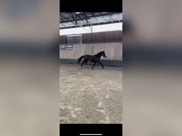 German Riding Pony Gelding 3 years 14,1 hh Brown in Wegeleben