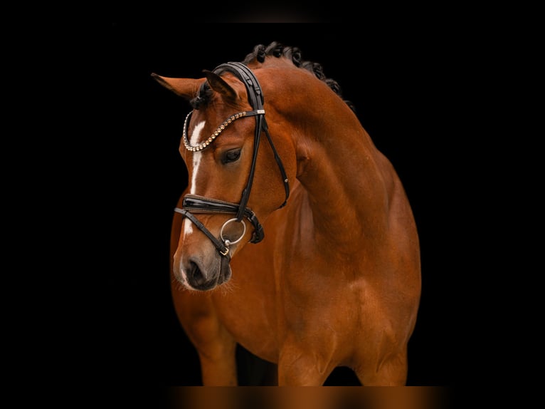 German Riding Pony Gelding 3 years 14.1 hh Brown in Wehringen