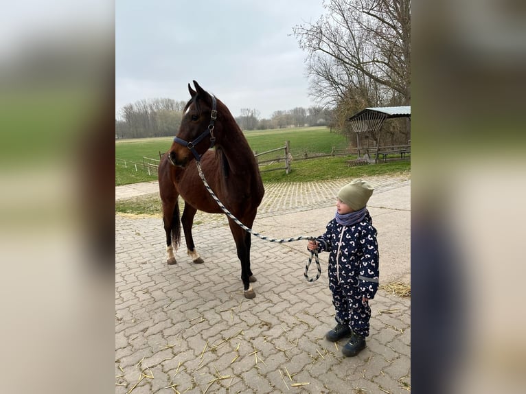 German Riding Pony Gelding 3 years 14.1 hh Brown in Bernburg