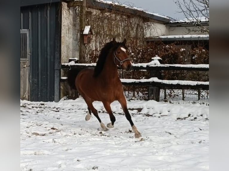 German Riding Pony Gelding 3 years 14,1 hh Brown in Nettersheim