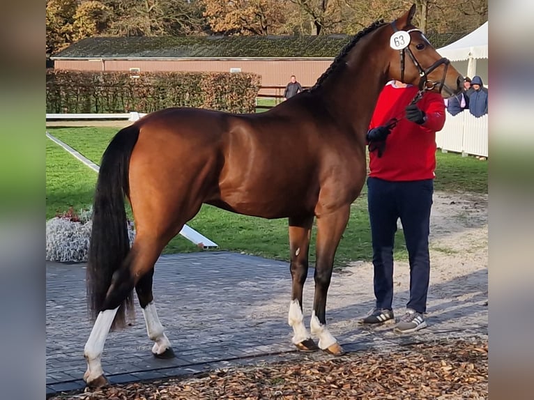 German Riding Pony Gelding 3 years 14,1 hh Brown in Bocholt