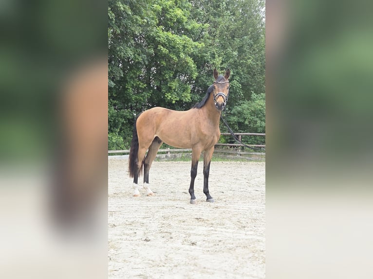 German Riding Pony Gelding 3 years 14.1 hh Buckskin in Ottersberg
