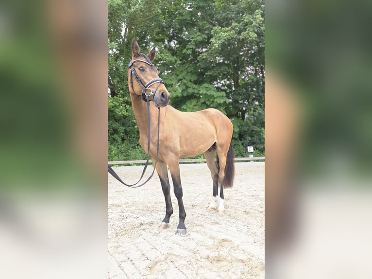 German Riding Pony Gelding 3 years 14.1 hh Buckskin in Ottersberg