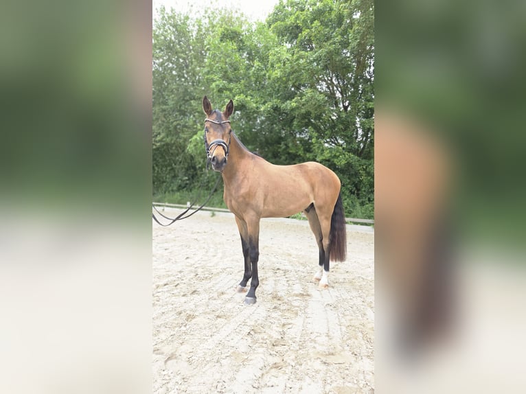 German Riding Pony Gelding 3 years 14.1 hh Buckskin in Ottersberg