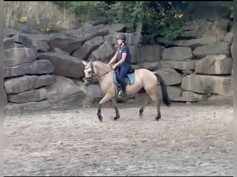 German Riding Pony Gelding 3 years 14,1 hh Buckskin in Lindlar