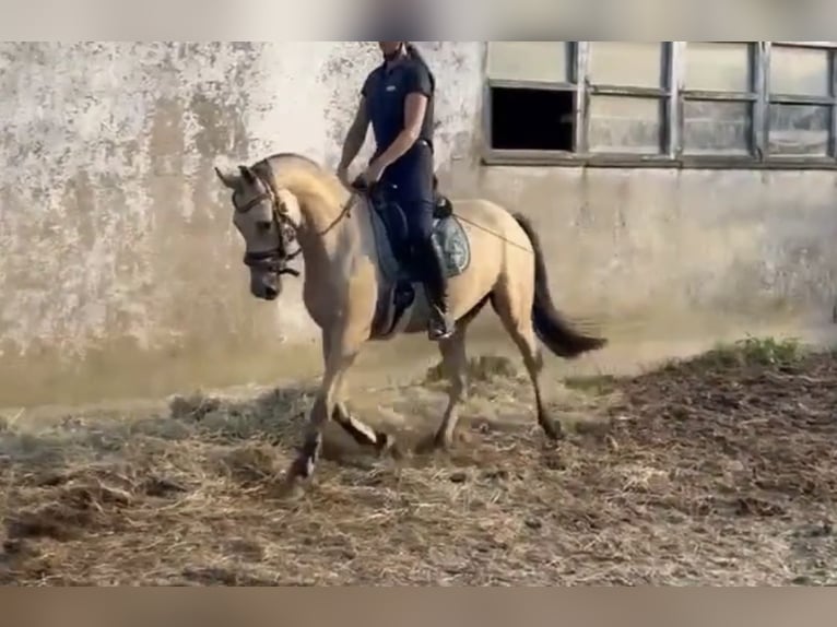 German Riding Pony Gelding 3 years 14,1 hh Buckskin in Lindlar