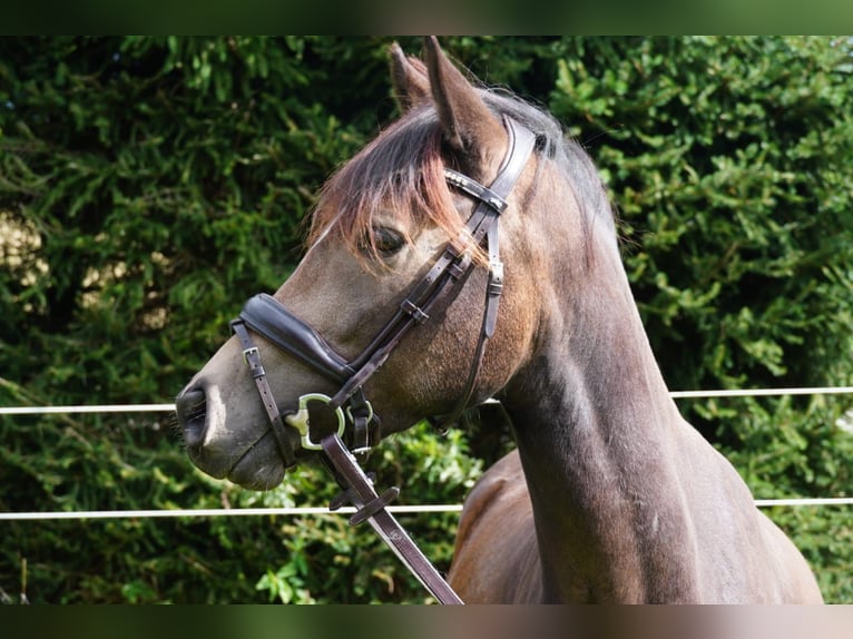 German Riding Pony Gelding 3 years 14,1 hh Buckskin in Drackenstein