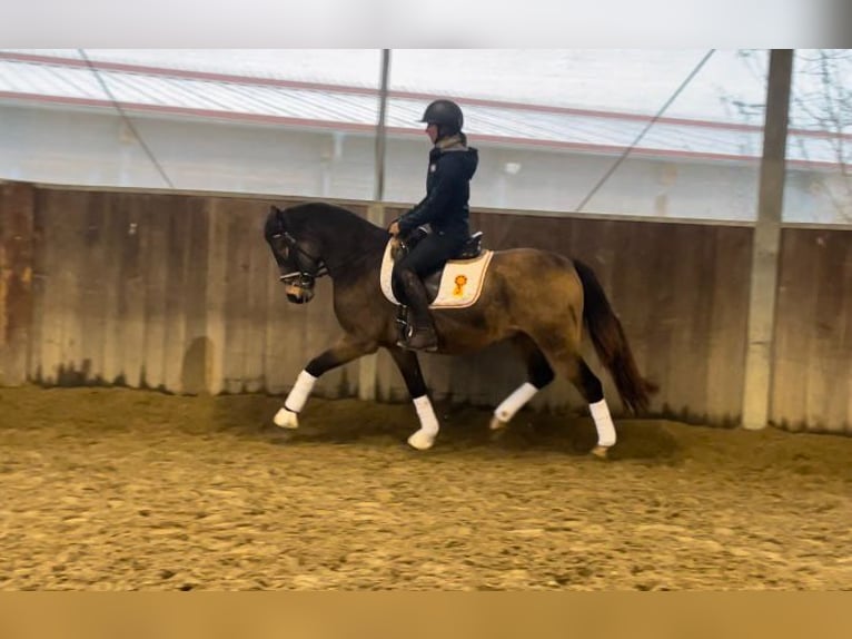 German Riding Pony Gelding 3 years 14,1 hh Buckskin in Drackenstein