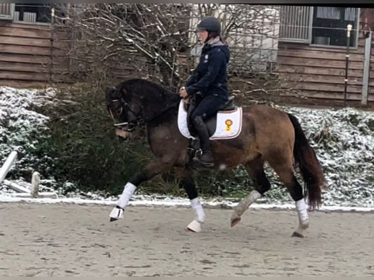 German Riding Pony Gelding 3 years 14,1 hh Buckskin in Drackenstein