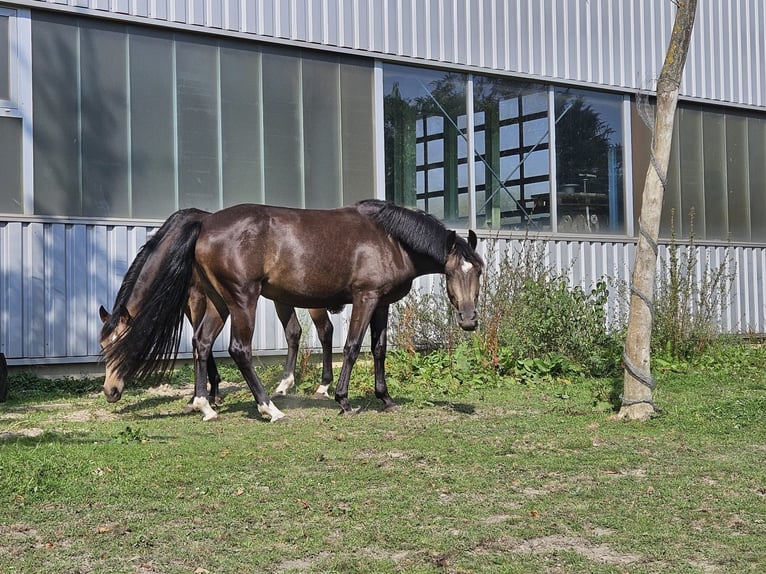 German Riding Pony Gelding 3 years 14,1 hh Buckskin in Niederzier