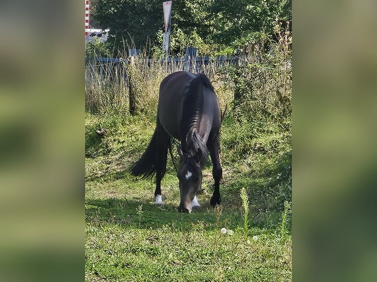 German Riding Pony Gelding 3 years 14,1 hh Buckskin in Niederzier