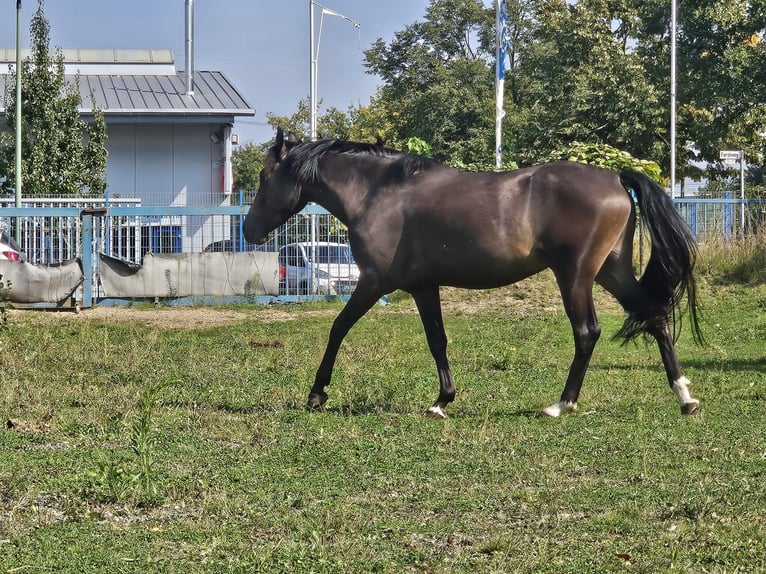 German Riding Pony Gelding 3 years 14,1 hh Buckskin in Niederzier