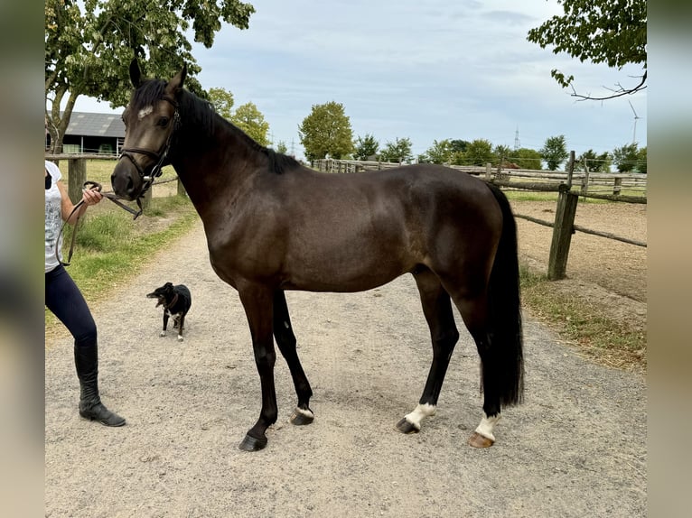 German Riding Pony Gelding 3 years 14,1 hh Buckskin in Niederzier