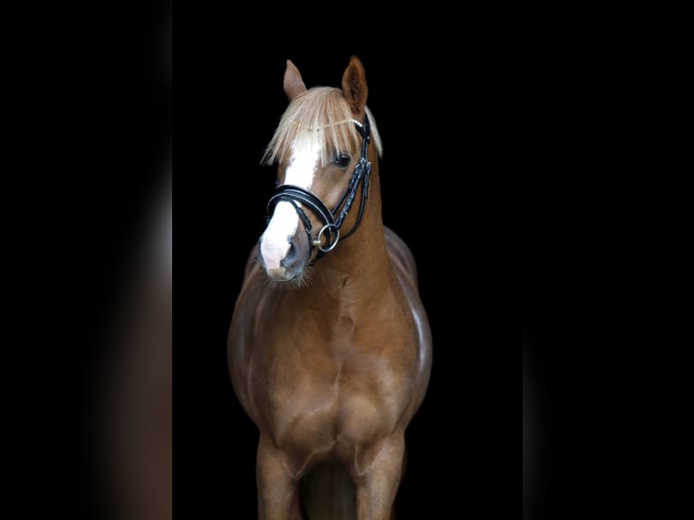 German Riding Pony Gelding 3 years 14.1 hh Chestnut-Red in Pölzig