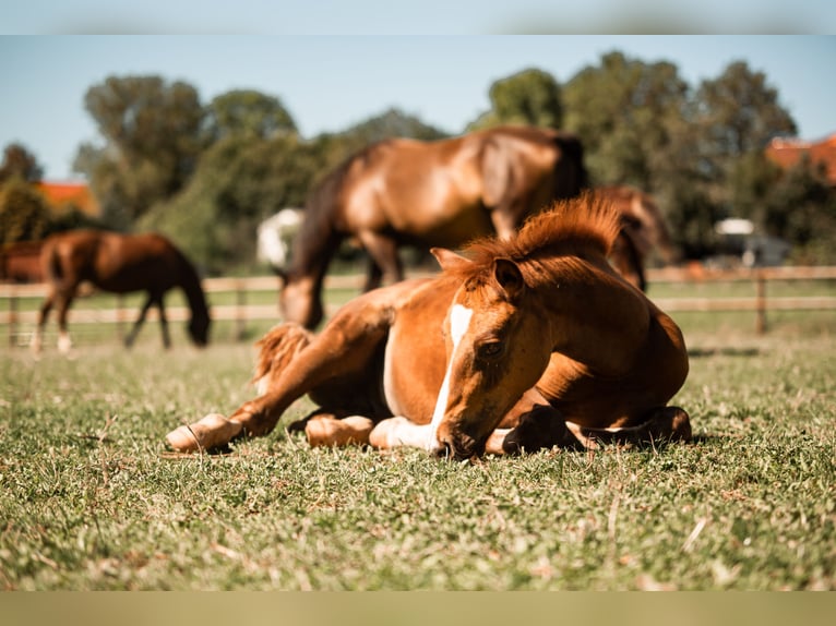 German Riding Pony Gelding 3 years 14.1 hh Chestnut-Red in Gudensberg