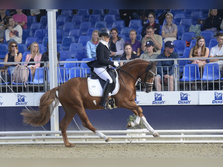 German Riding Pony Gelding 3 years 14,1 hh Chestnut-Red in Bad Oeynhausen