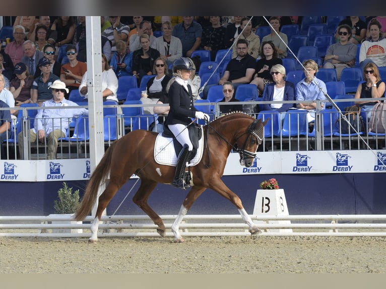 German Riding Pony Gelding 3 years 14,1 hh Chestnut-Red in Bad Oeynhausen