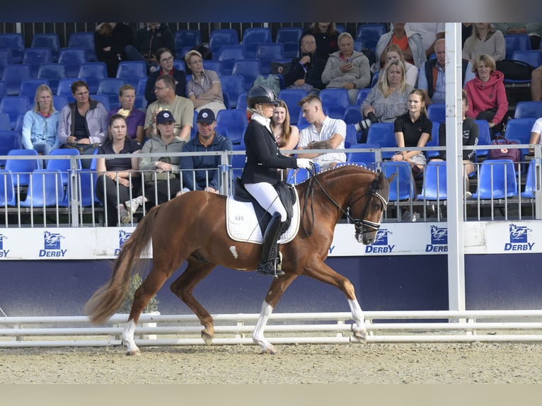 German Riding Pony Gelding 3 years 14,1 hh Chestnut-Red in Bad Oeynhausen