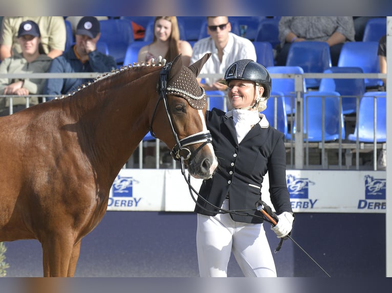 German Riding Pony Gelding 3 years 14,1 hh Chestnut-Red in Bad Oeynhausen