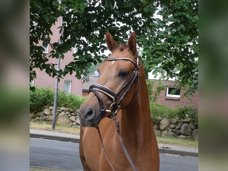 German Riding Pony Gelding 3 years 14,1 hh Chestnut-Red in Fredenbeck