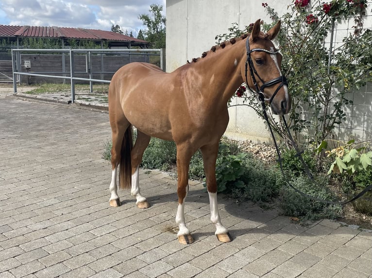 German Riding Pony Gelding 3 years 14.1 hh Chestnut-Red in Epfendorf