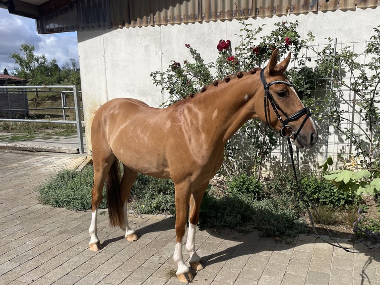 German Riding Pony Gelding 3 years 14.1 hh Chestnut-Red in Epfendorf