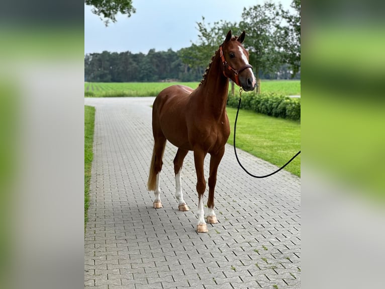 German Riding Pony Gelding 3 years 14,1 hh Chestnut-Red in Emlichheim