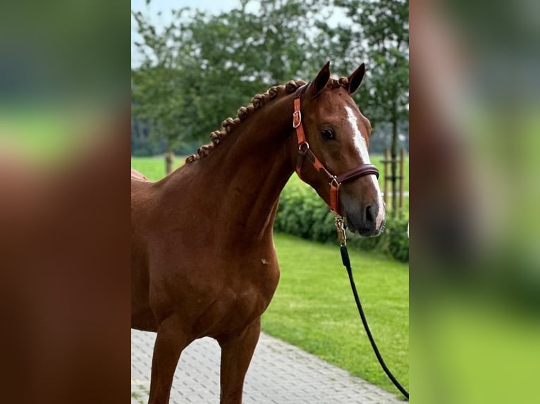 German Riding Pony Gelding 3 years 14,1 hh Chestnut-Red in Emlichheim