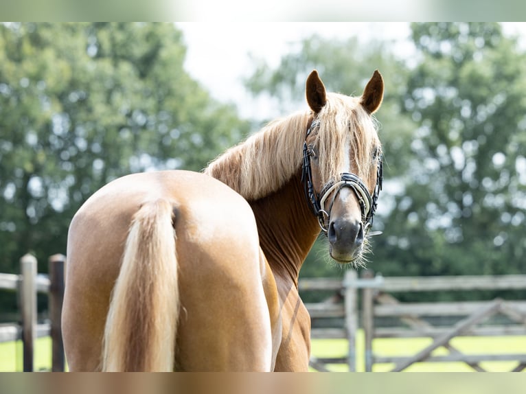 German Riding Pony Gelding 3 years 14,1 hh Chestnut-Red in Veghel