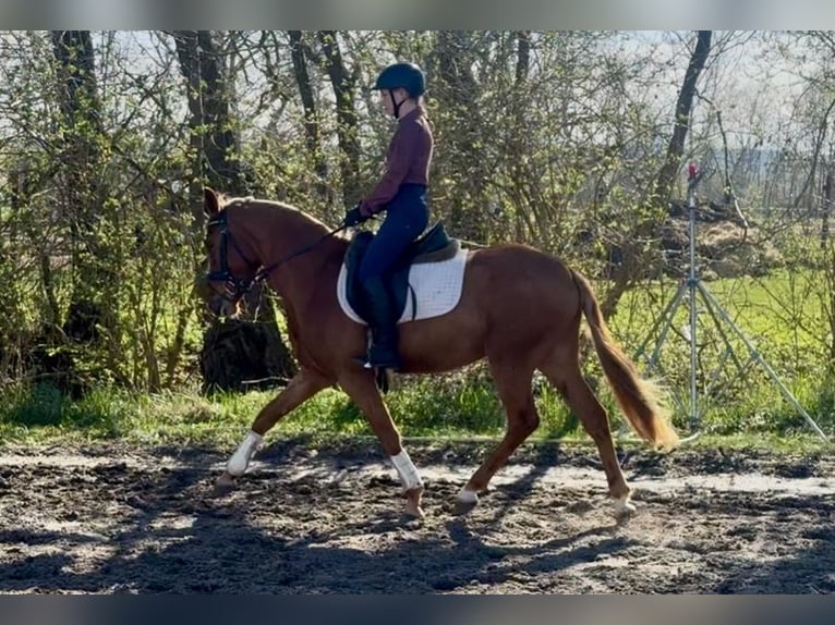 German Riding Pony Gelding 3 years 14.1 hh Chestnut-Red in Nordhausen