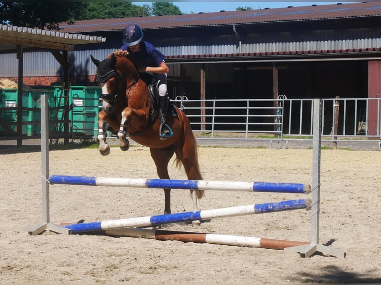 German Riding Pony Gelding 3 years 14,1 hh Chestnut-Red in Dorsten