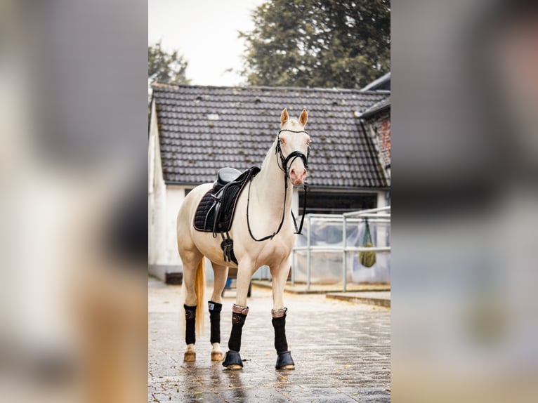 German Riding Pony Gelding 3 years 14,1 hh Cremello in Bochum