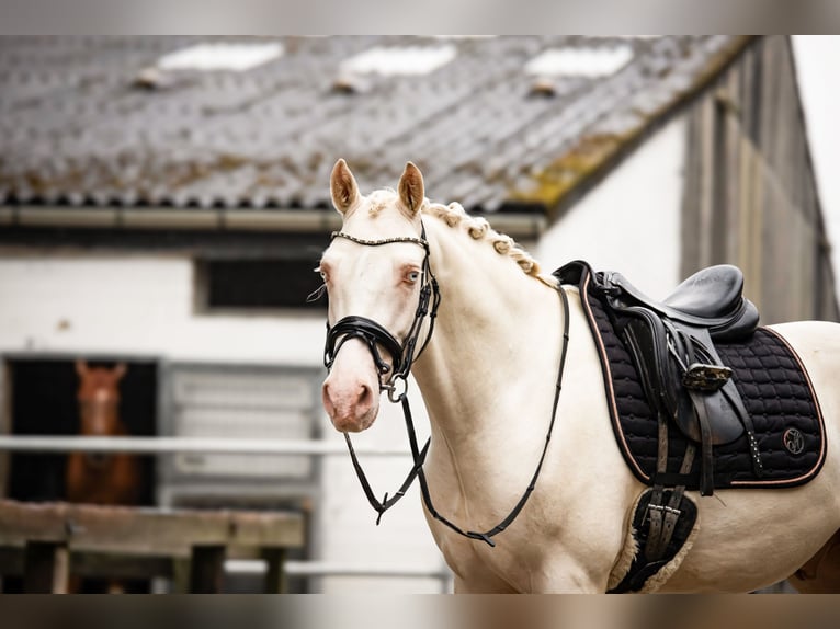 German Riding Pony Gelding 3 years 14,1 hh Cremello in Bochum