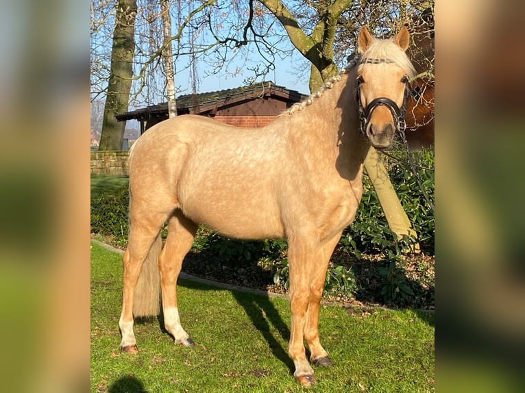 German Riding Pony Gelding 3 years 14,1 hh Cremello in Hopsten