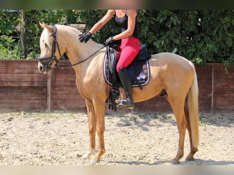 German Riding Pony Gelding 3 years 14,1 hh in Rees