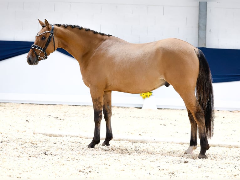 German Riding Pony Gelding 3 years 14,1 hh Dun in Marsberg