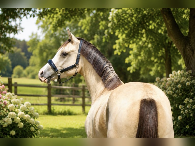 German Riding Pony Gelding 3 years 14.1 hh Dun in Badbergen