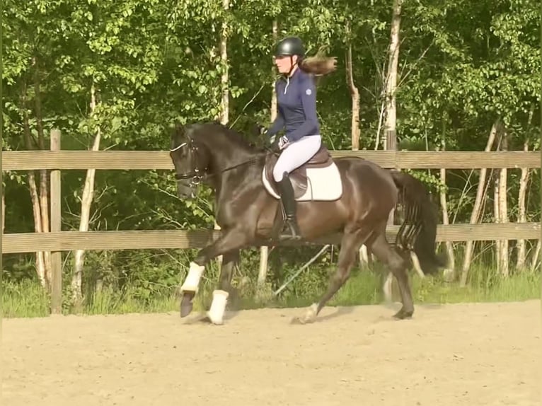German Riding Pony Gelding 3 years 14.1 hh Dun in Hude (Oldenburg)Hude