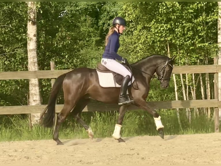 German Riding Pony Gelding 3 years 14.1 hh Dun in Hude (Oldenburg)Hude