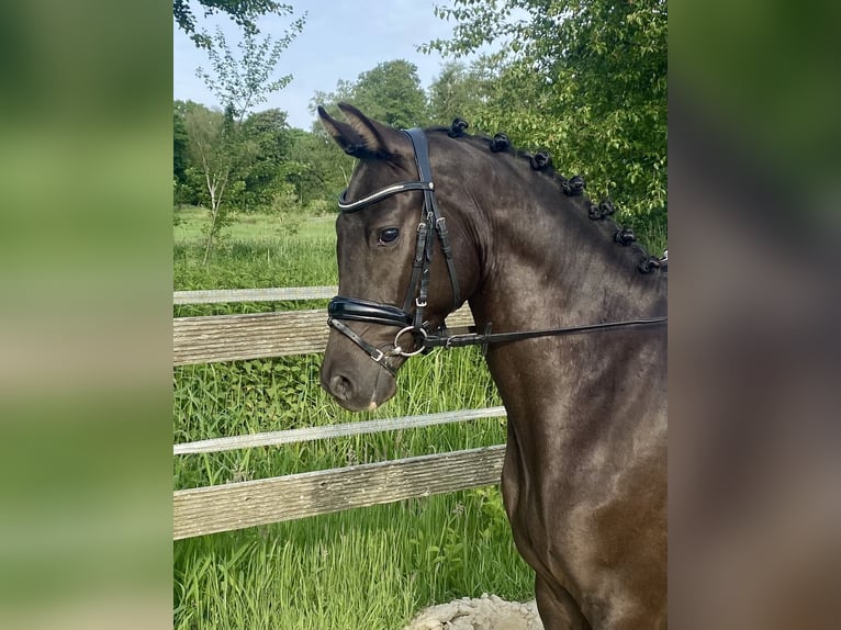 German Riding Pony Gelding 3 years 14.1 hh Dun in Hude (Oldenburg)Hude
