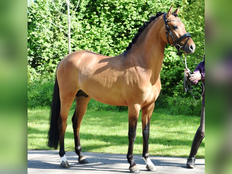 German Riding Pony Gelding 3 years 14,1 hh Dun in Wardenburg