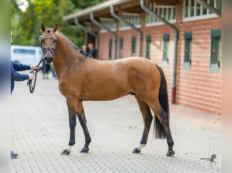 German Riding Pony Gelding 3 years 14,1 hh Dun in Wardenburg