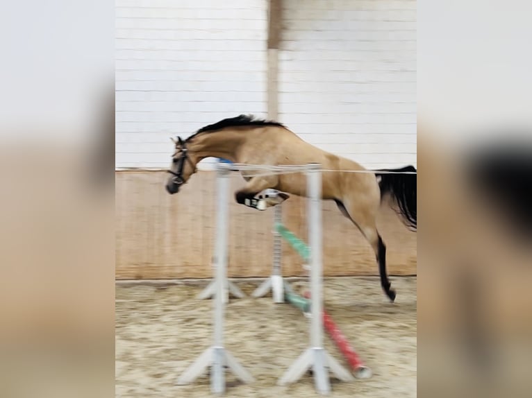 German Riding Pony Gelding 3 years 14.1 hh Dun in Hameln