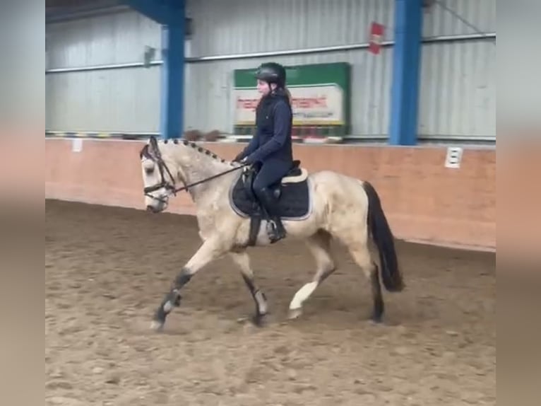 German Riding Pony Gelding 3 years 14,1 hh Dun in G&#xFC;strow