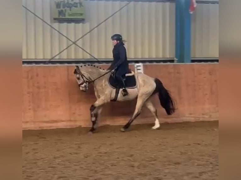 German Riding Pony Gelding 3 years 14,1 hh Dun in G&#xFC;strow