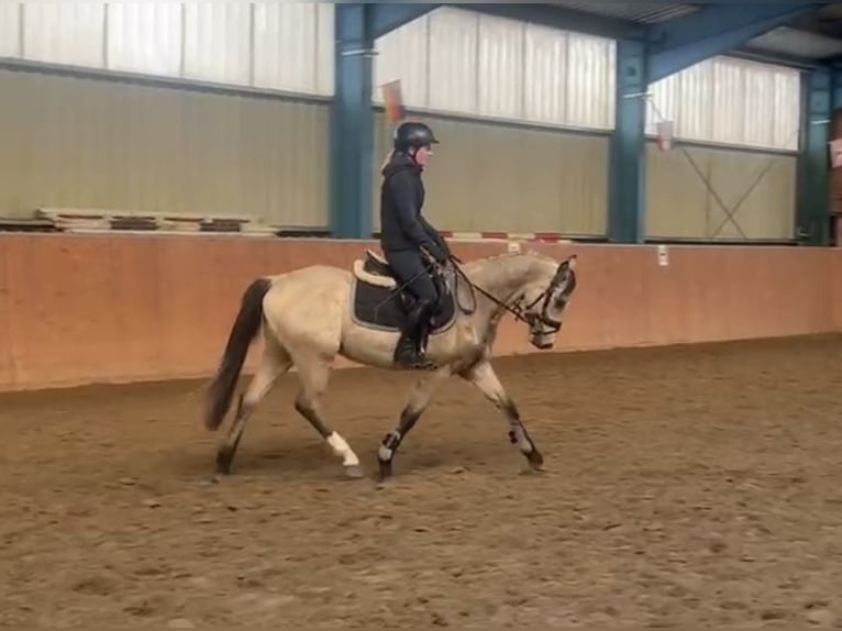 German Riding Pony Gelding 3 years 14,1 hh Dun in Güstrow