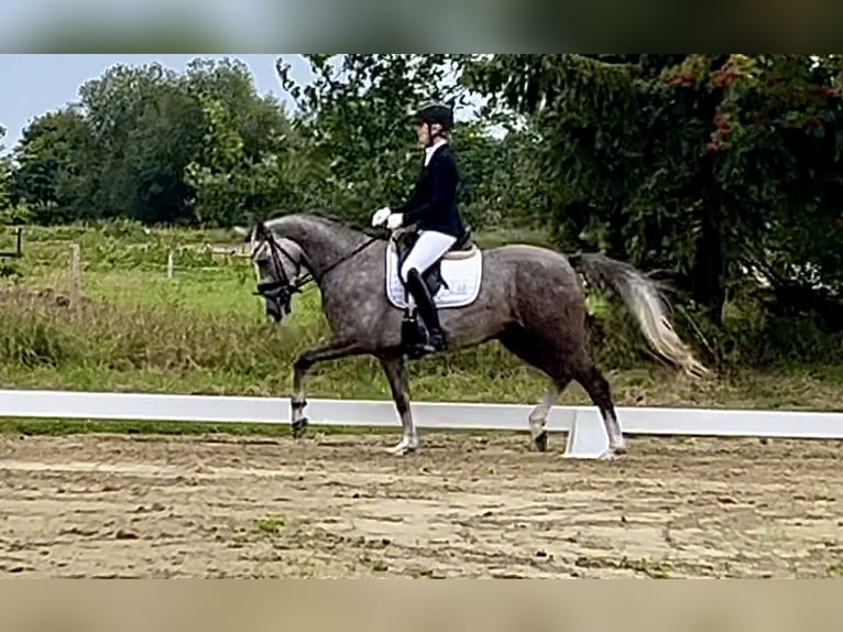 German Riding Pony Gelding 3 years 14,1 hh Gray in Lilienthal