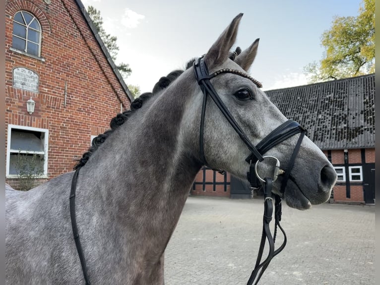 German Riding Pony Gelding 3 years 14,1 hh Gray in Lilienthal